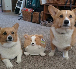 mini squish corgi 7 user1