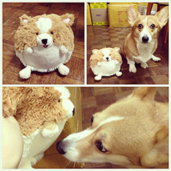 mini squish corgi 7 user2