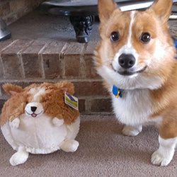 mini squish corgi 7 user3