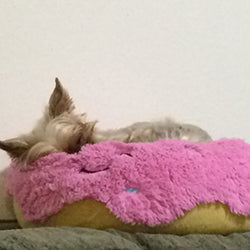 Opensquish Squish Pink Donut User Pic